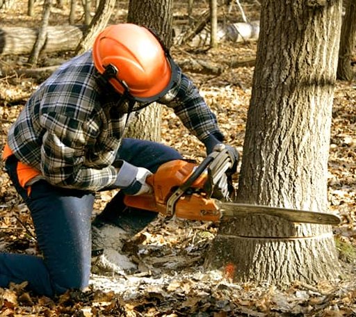 Tree Removal in Eucha, OK